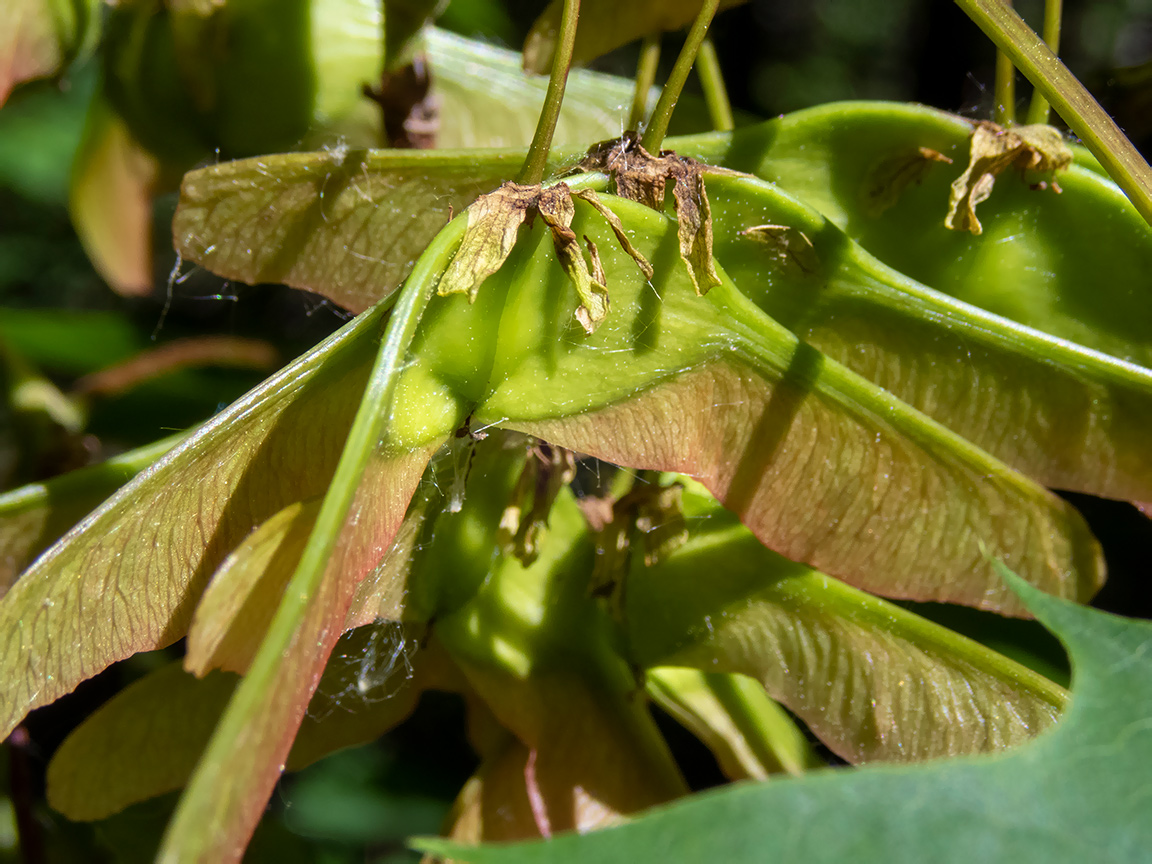 Image of Acer platanoides specimen.