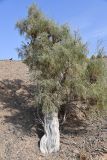 Haloxylon aphyllum