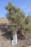 Haloxylon persicum. Плодоносящее растение (диаметр ствола около 30 см). Казахстан, Алматинская обл., горы Богуты, щебнистая пустыня. 17 сентября 2022 г.
