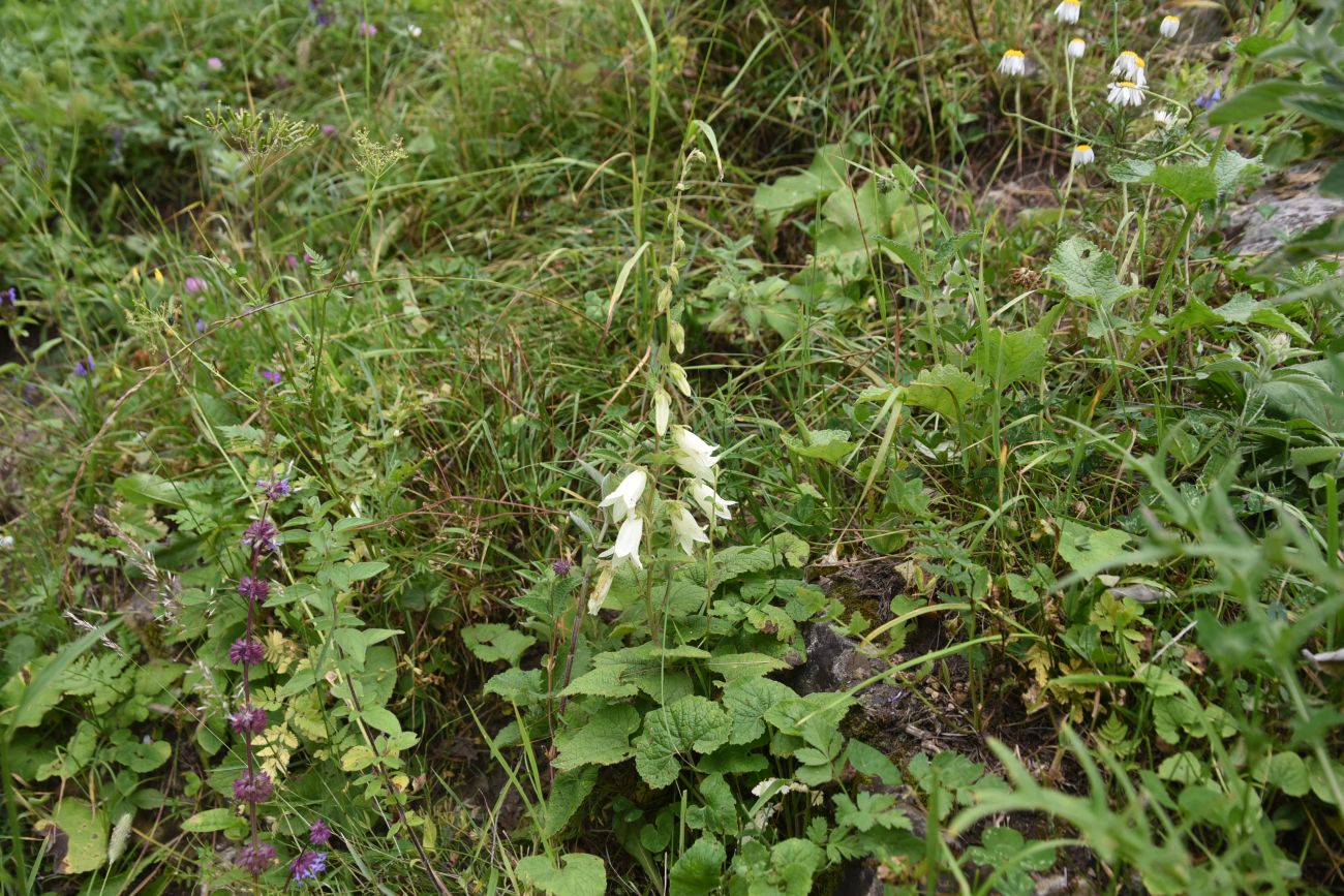 Image of Campanula alliariifolia specimen.