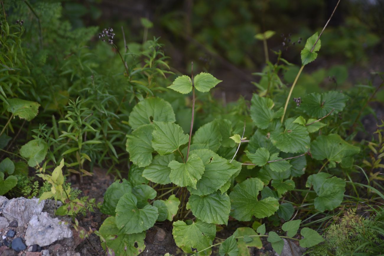 Изображение особи Valeriana alliariifolia.