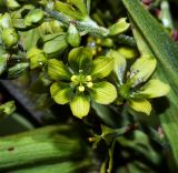 Veratrum lobelianum