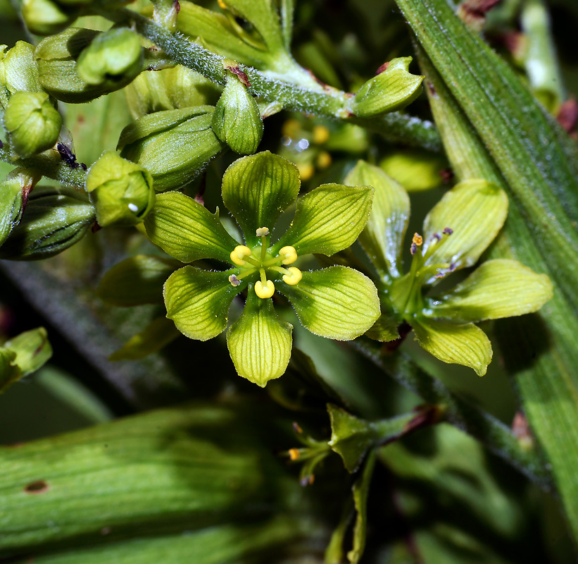 Image of Veratrum lobelianum specimen.