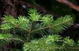 Abies semenovii