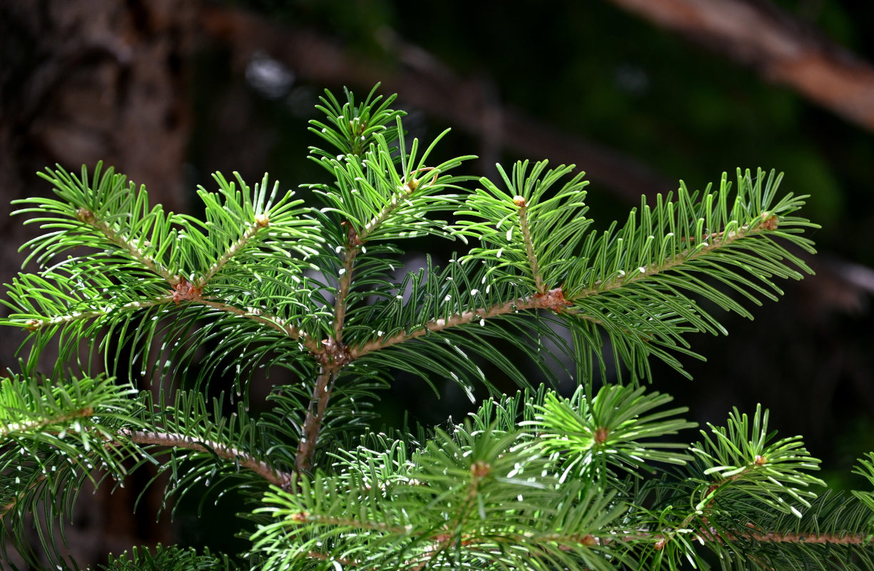 Image of Abies semenovii specimen.