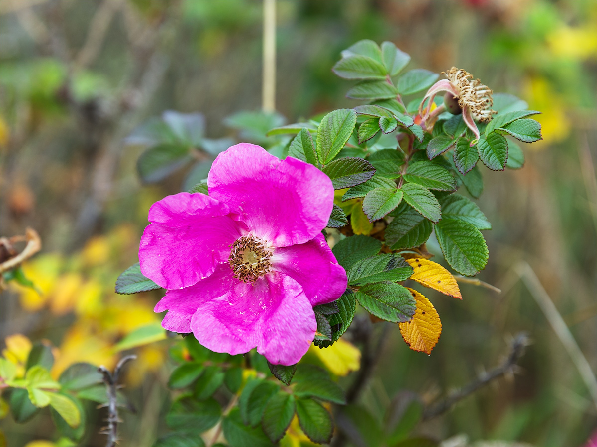 Изображение особи Rosa rugosa.