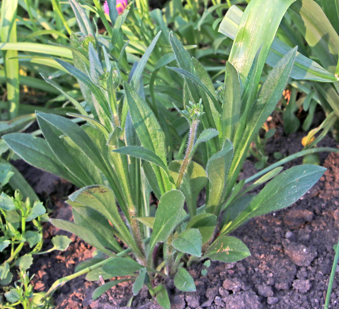 Image of Aster alpinus specimen.