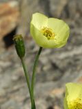 Papaver lapponicum