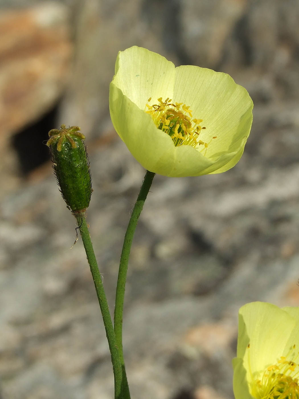 Image of Papaver lapponicum specimen.