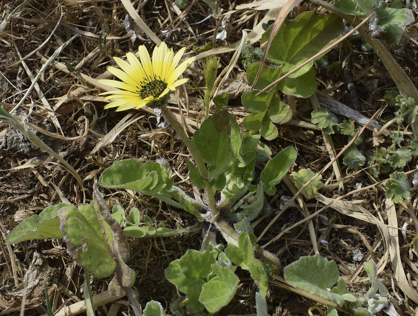 Image of Arctotheca calendula specimen.