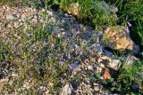 Campanula sibirica. Цветущее растение. Сербия, национальный парк \"Тара\", плоскогорье Равна Тара, каменистый участок лугового склона. 08.07.2019.