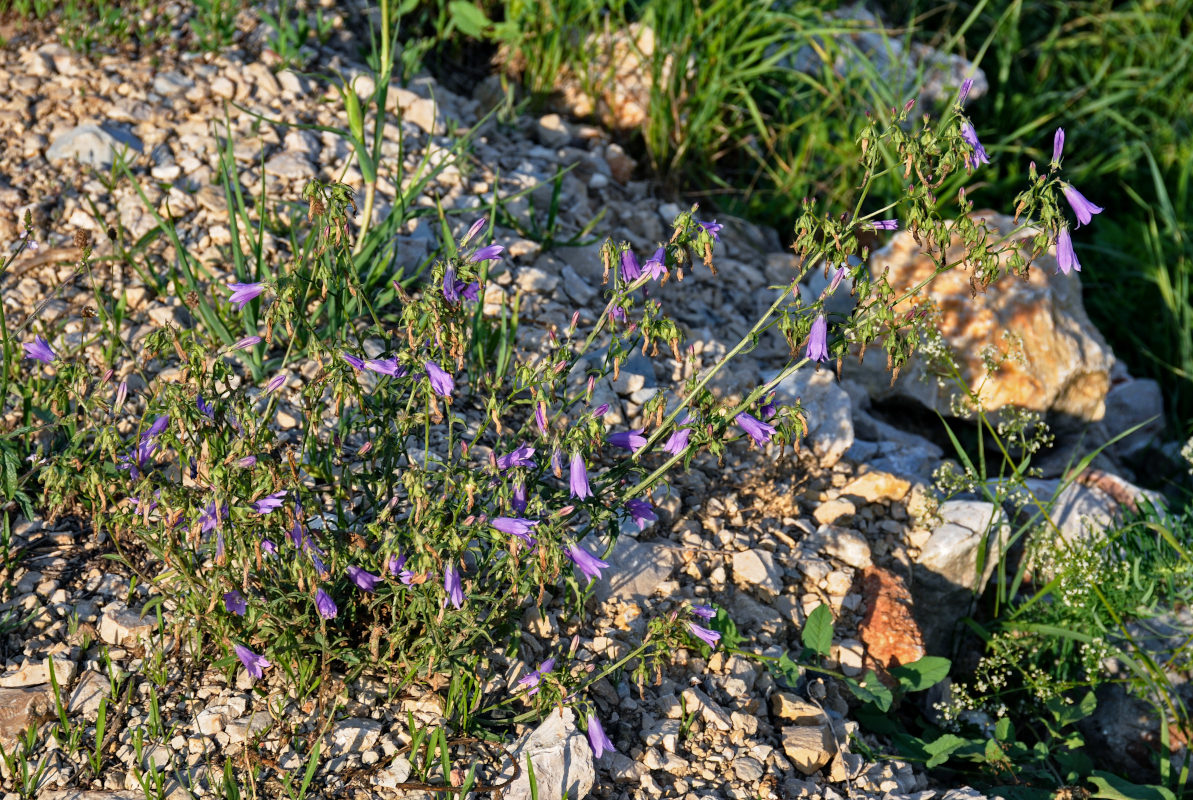 Изображение особи Campanula sibirica.