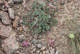Смотреть изображение Oxytropis gymnogyne
