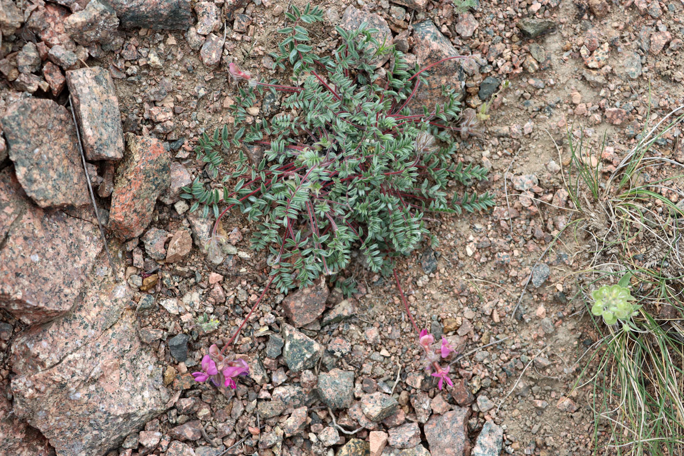 Изображение особи Oxytropis gymnogyne.