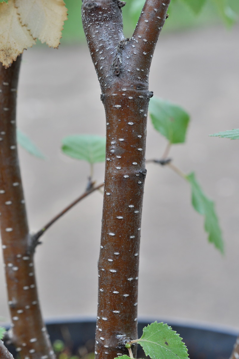 Image of Betula × zabelii specimen.