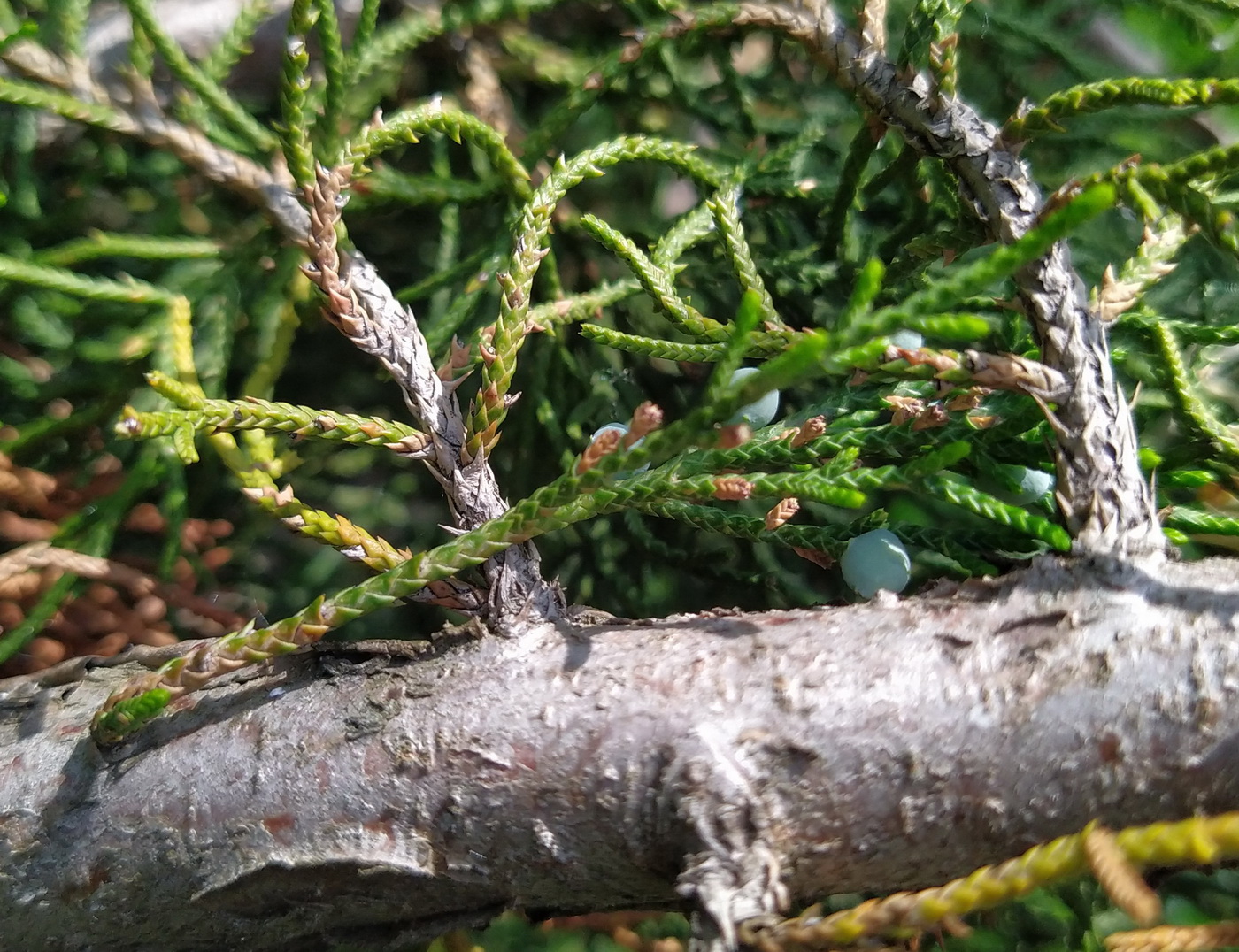 Image of Juniperus virginiana specimen.