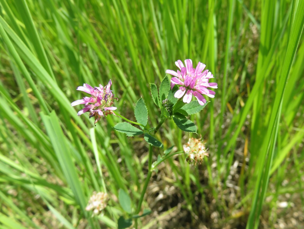Изображение особи Trifolium resupinatum.