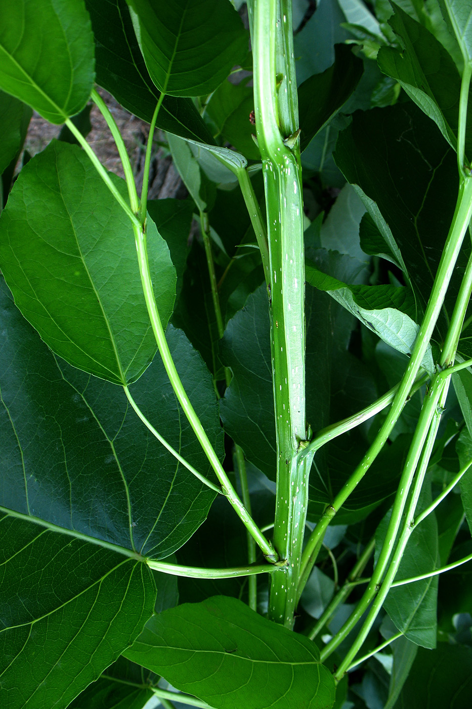 Изображение особи Populus × sibirica.