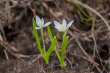 Ornithogalum balansae. Цветущие растения. Карачаево-Черкесия, Зеленчукский р-н, окр. пос. Архыз, долина р. Малая Дукка, ≈ 2200 м н.у.м., сырой луг. 11.06.2023.