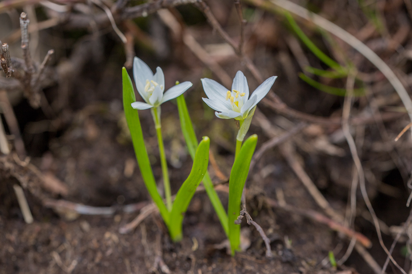 Image of Ornithogalum balansae specimen.