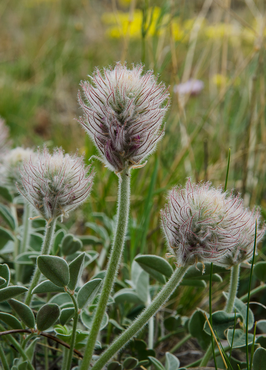 Image of Hedysarum × polychromum specimen.