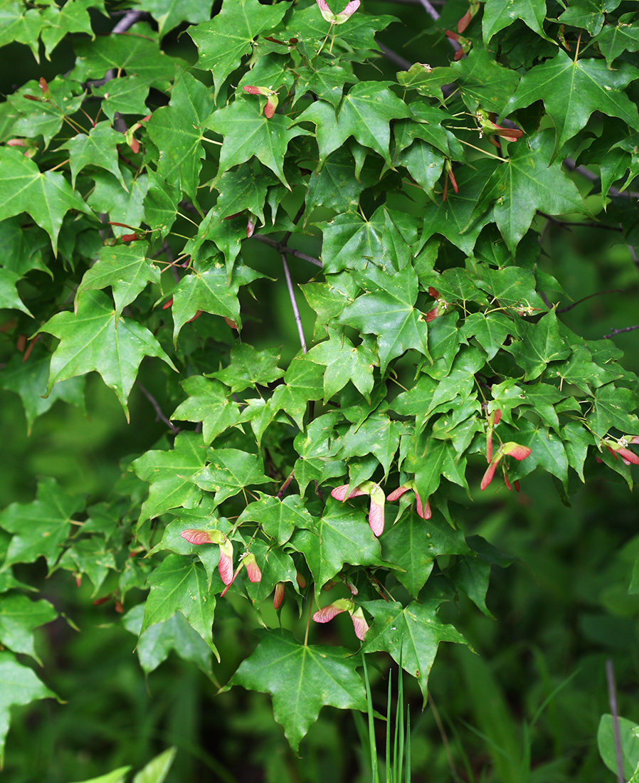 Image of Acer mono specimen.