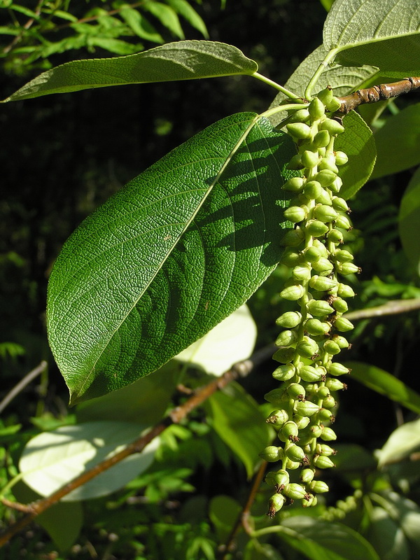 Image of Populus suaveolens specimen.