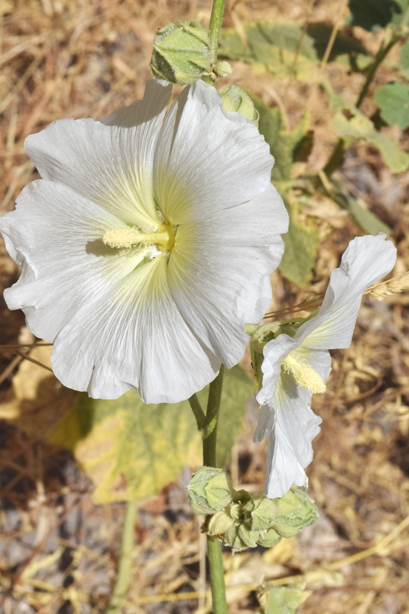 Изображение особи Alcea nudiflora.