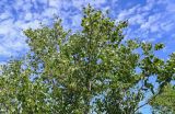 Betula platyphylla. Верхушки ветвей плодоносящего растения. Курильские о-ва, о-в Кунашир, кальдера вулкана Головнина, берег оз. Горячее, каменистый берег. 20.08.2022.