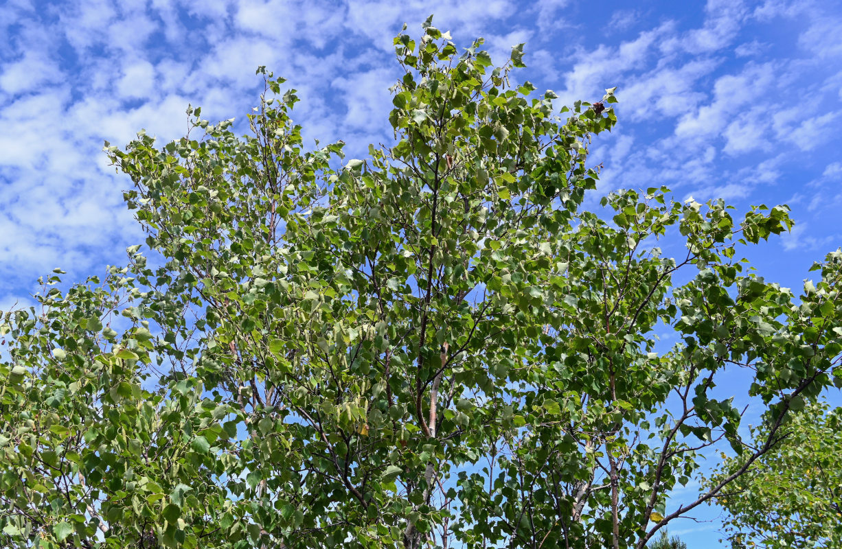 Image of Betula platyphylla specimen.