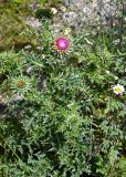Carduus thoermeri. Верхушка расцветающего растения (рядом видны цветущие Pyrethrum). Ингушетия, Джейрахский р-н, перевал Цей-Лоам, ≈ 2200 м н.у.м., каменистый участок лугового склона. 24.07.2022.