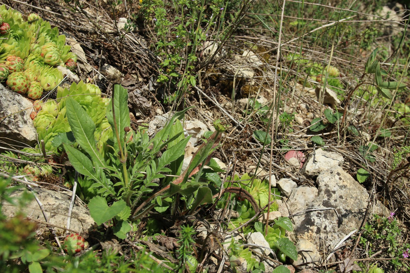 Image of Knautia arvensis specimen.