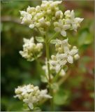 Galium boreale. Часть соцветия. Удмуртия, Завьяловский р-н, окр. дер. Поварёнки. 11 июня 2010 г.
