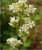 Galium boreale