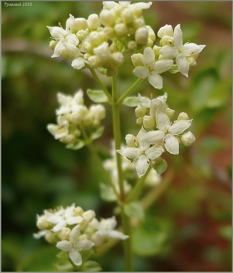 Image of Galium boreale specimen.