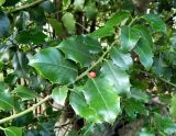 genus Ilex. Побег со спелым плодом. Германия, Бавария, округ Верхняя Бавария, г. Бад-Тёльц. 08.12.2015.