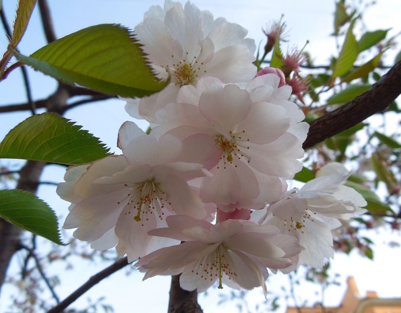 Image of Prunus serrulata specimen.