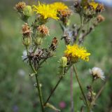 Picris hieracioides