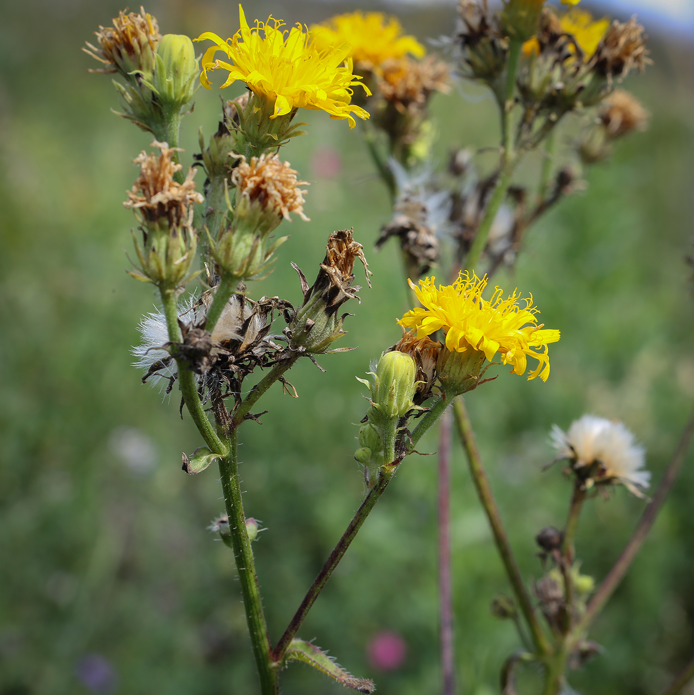 Image of Picris hieracioides specimen.
