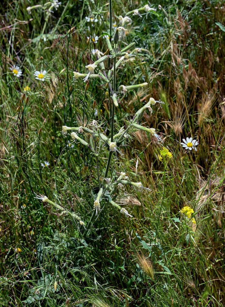 Изображение особи Silene viscosa.