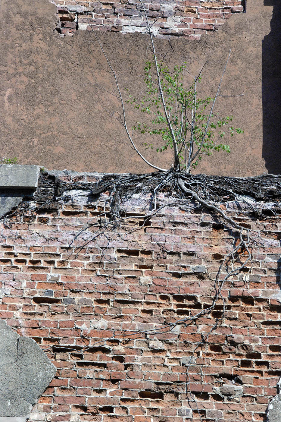 Image of Betula pendula specimen.