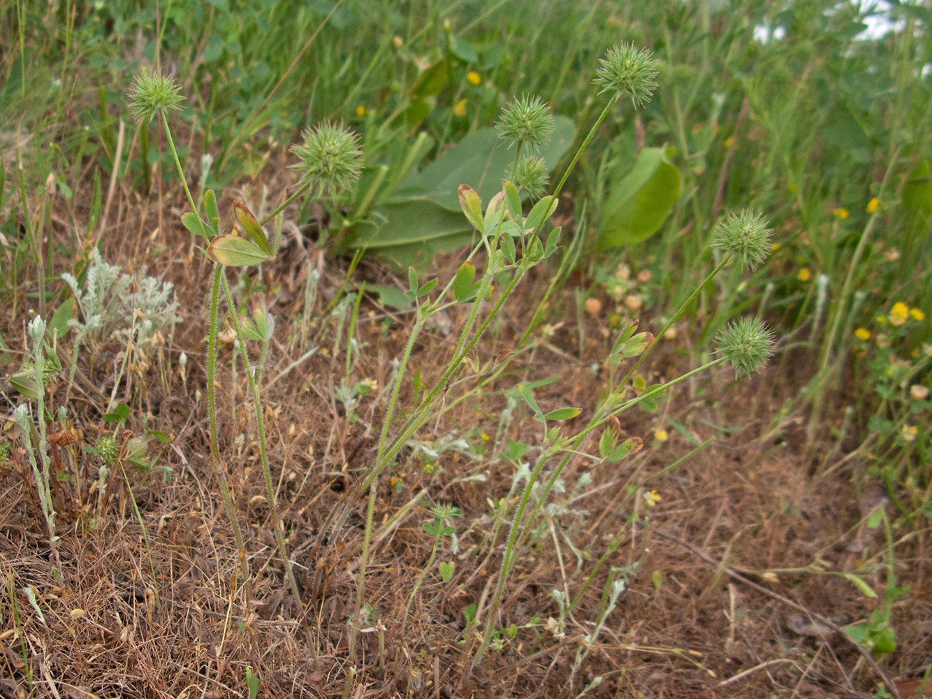 Изображение особи Trifolium leucanthum.