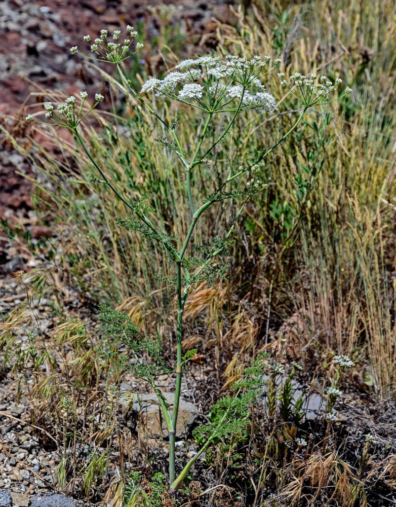 Изображение особи Astrodaucus orientalis.