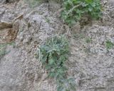 Hyoscyamus albus
