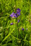 Polemonium caeruleum. Соцветие. Ленинградская обл., Гатчинский р-н, Пудостьское сельское поселение, обочина грунтовой дороги. 25.06.2016.