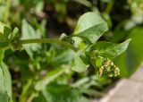 Rumex spinosus