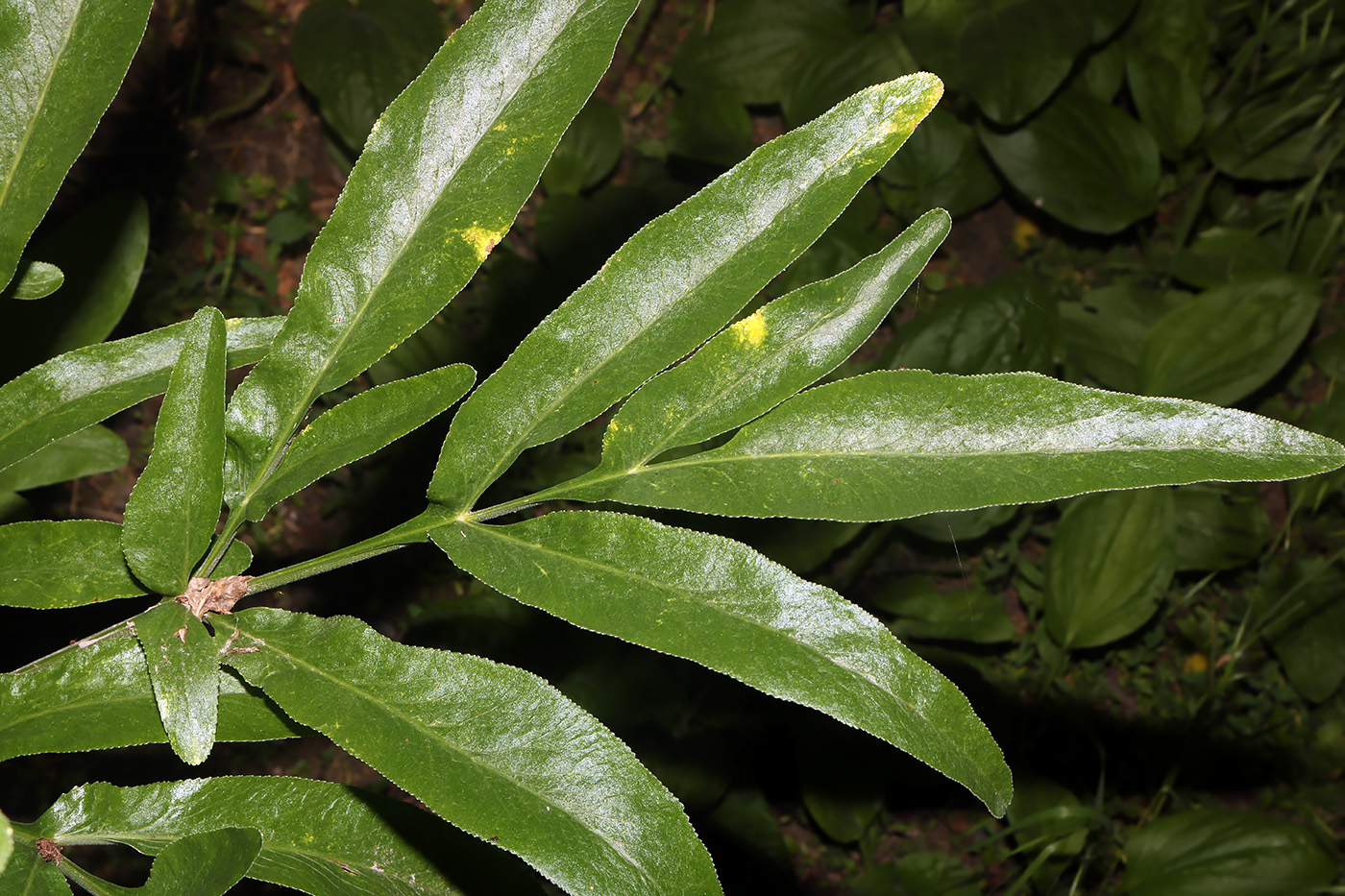 Image of Ferula tadshikorum specimen.