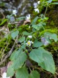 Solanum nigrum. Часть побега с цветками и плодами. Краснодарский край, г/о Сочи, Адлерский р-н, ущ. Ахцу, дорога вдоль отвесной скалы. 12.11.2021.