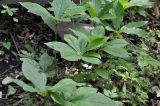 Brachybotrys paridiformis. Отцветшие растения. Приморье, Хасанский р-н, окр. с. Кравцовка, широколиственный лес. 20.06.2024.