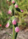 Digitalis purpurea